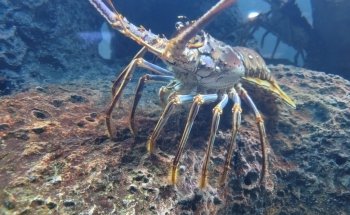 North Carolina Aquarium at Fort Fisher