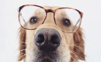 Punto Perro