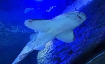 SEA LIFE Orlando Aquarium