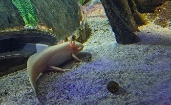 SEA LIFE Orlando Aquarium