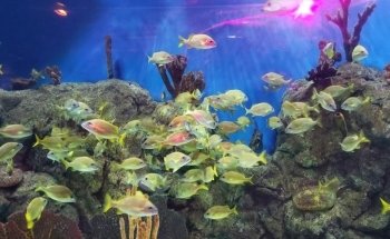 SEA LIFE Orlando Aquarium