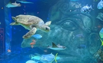 SEA LIFE Orlando Aquarium
