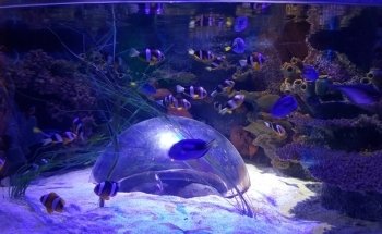 SEA LIFE Orlando Aquarium