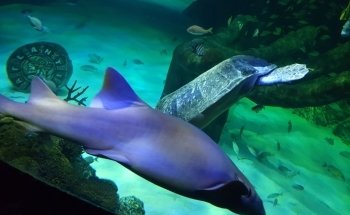 SEA LIFE Orlando Aquarium