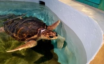 Mote Marine Laboratory & Aquarium