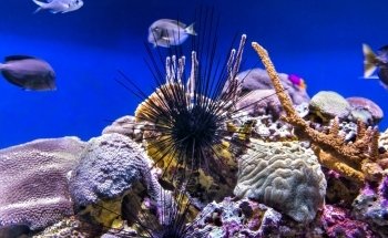 Mote Marine Laboratory & Aquarium