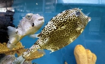 Mote Marine Laboratory & Aquarium