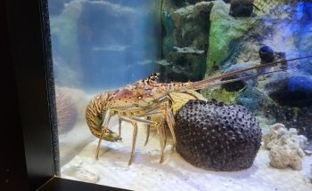 Mote Marine Laboratory & Aquarium