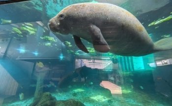 Mote Marine Laboratory & Aquarium