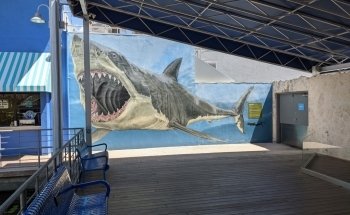 Mote Marine Laboratory & Aquarium