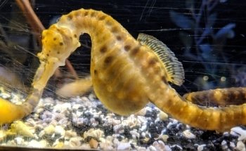 Oklahoma Aquarium