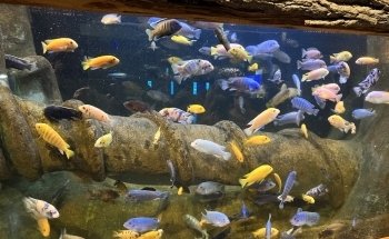 Oklahoma Aquarium