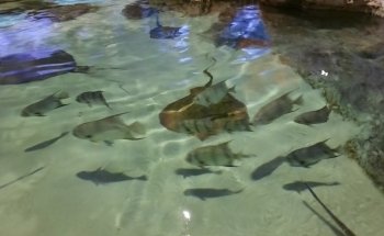 Oklahoma Aquarium