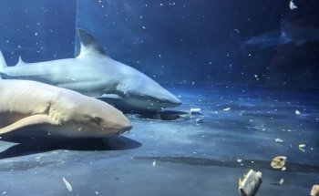 Oklahoma Aquarium