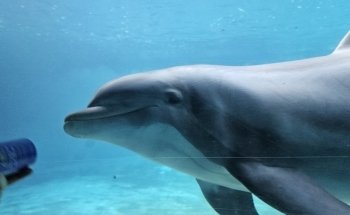 Dolphin Theater