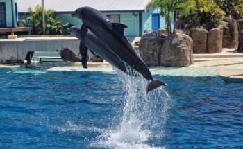 Dolphin Theater