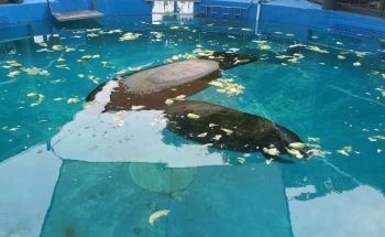 Miami Seaquarium