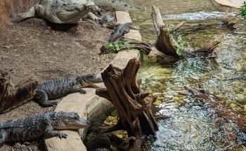 San Antonio Aquarium