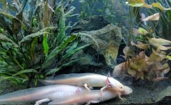 San Antonio Aquarium