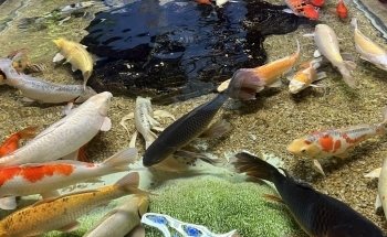 San Antonio Aquarium