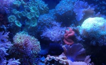 SEA LIFE at Mall of America