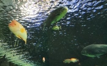 SEA LIFE at Mall of America