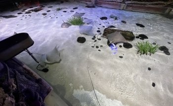 SEA LIFE at Mall of America