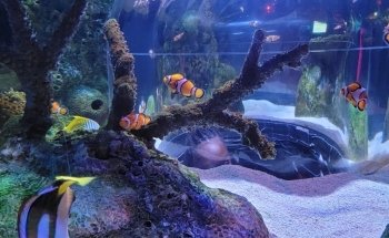 SEA LIFE at Mall of America