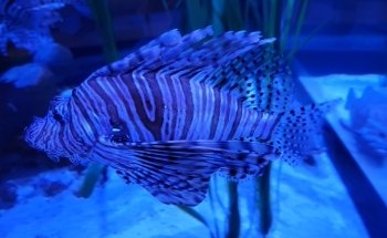 North Carolina Aquarium on Roanoke Island