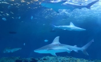 North Carolina Aquarium on Roanoke Island