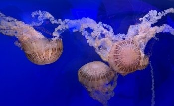 North Carolina Aquarium on Roanoke Island