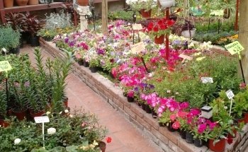 Vivero El Milagro