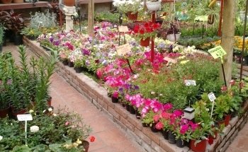 Vivero El Milagro