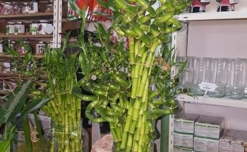 Vivero El Milagro