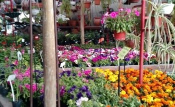 Vivero El Milagro