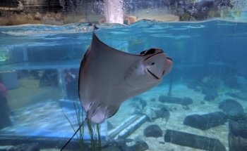 Layton Aquarium & Wildlife