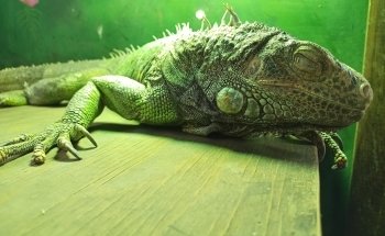 Layton Aquarium & Wildlife