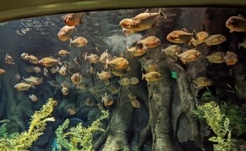 St. Louis Aquarium at Union Station