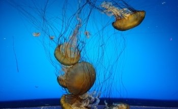 St. Louis Aquarium at Union Station