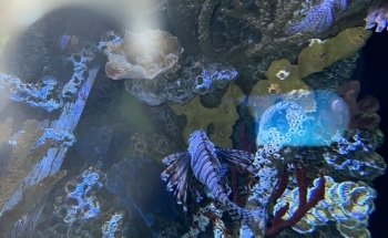 St. Louis Aquarium at Union Station