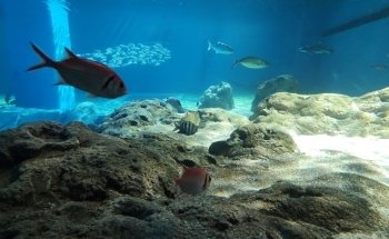 St. Louis Aquarium at Union Station