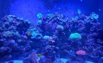 St. Louis Aquarium at Union Station