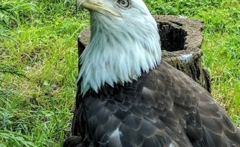 Akron Zoo