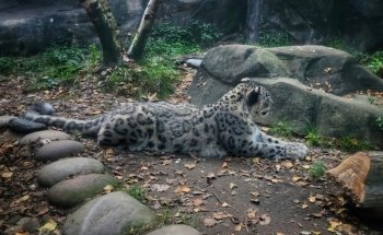 Akron Zoo