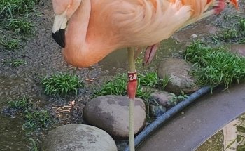 Akron Zoo