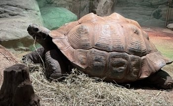 Akron Zoo