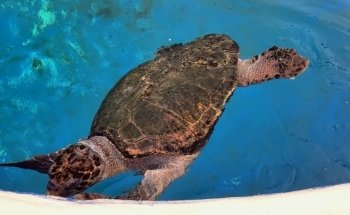 Gulfarium Marine Adventure Park