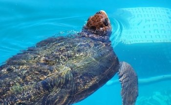 Gulfarium Marine Adventure Park