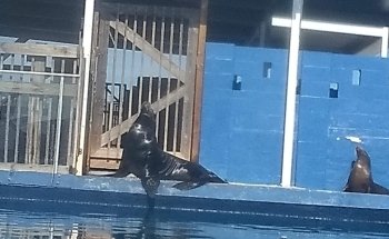 Gulfarium Marine Adventure Park