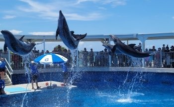 Gulfarium Marine Adventure Park